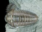 Double Flexicalymene Trilobite - Prone & Enrolled #5525-1